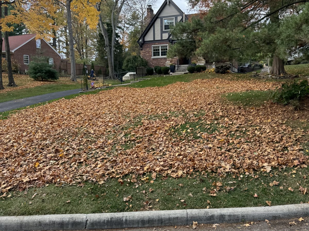 Lawn covered in fallen leaves before a fall cleanup in west side Cincinnati