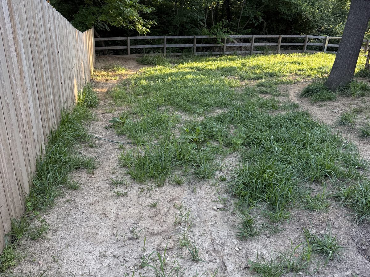 Overgrown front yard beds before a full landscape renovation