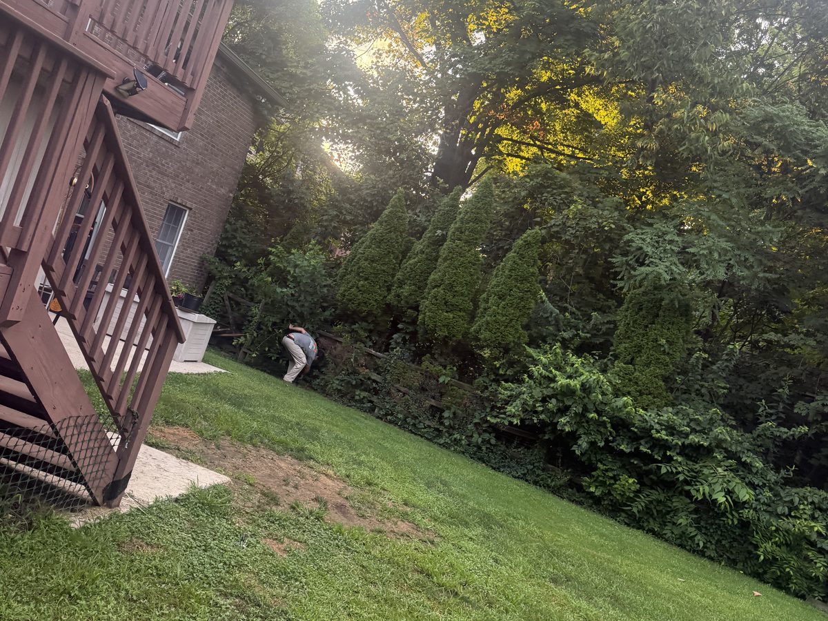 Steep wooded backyard on a west side Cincinnati hillside
