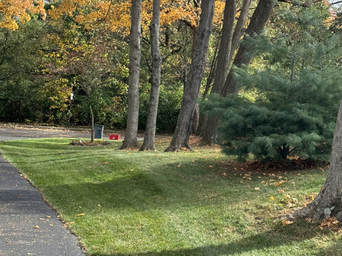 Yard cleared of leaves after a fall cleanup in west side Cincinnati